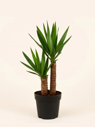 Yucca 2 Kök -  Salonofisbitkileri - Lalezar Botanik