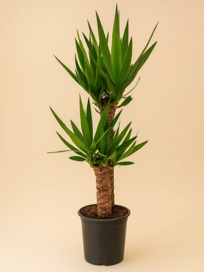 Yucca 2 Kök -  Salonofisbitkileri - Lalezar Botanik