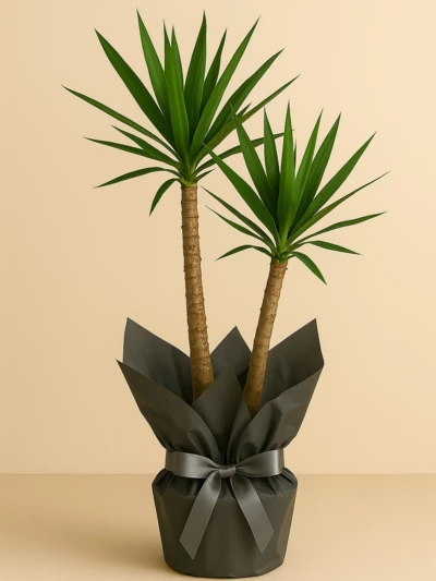 Yucca 2 Kök Hediye Paketli -  Salonofisbitkileri - Lalezar Botanik