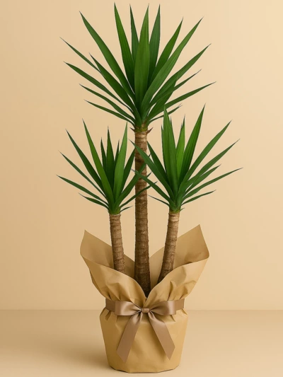 Yucca 3 Kök Hediye Paketli -  Salonofisbitkileri - Lalezar Botanik