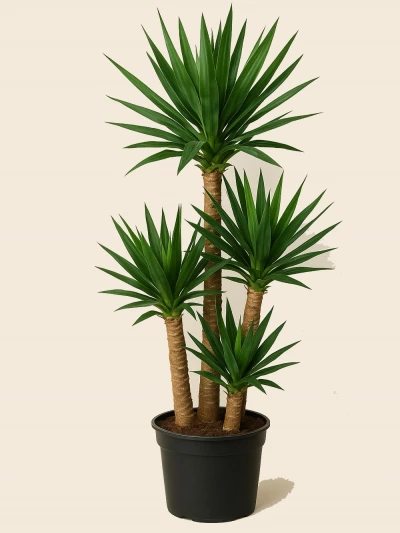 Yucca 4 Kök 190 cm -  Salonofisbitkileri - Lalezar Botanik