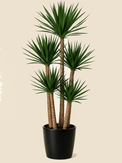 Yucca 5 Kök 200 cm -  Salonofisbitkileri - Lalezar Botanik
