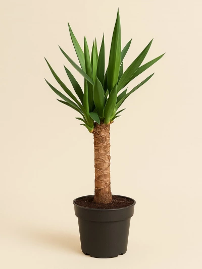 Yucca Tek Kök -  Salonofisbitkileri - Lalezar Botanik