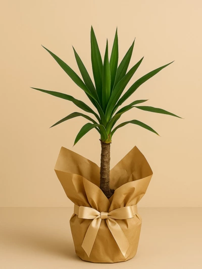 Yucca Tek Kök Hediye Paketli -  Salonofisbitkileri - Lalezar Botanik