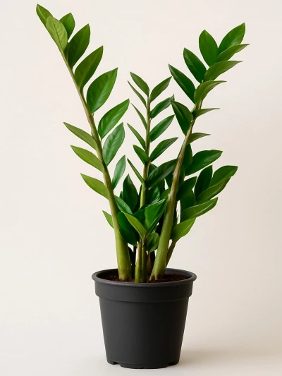 Zamia Zamioculcas 50 cm -  Salonofisbitkileri - Lalezar Botanik