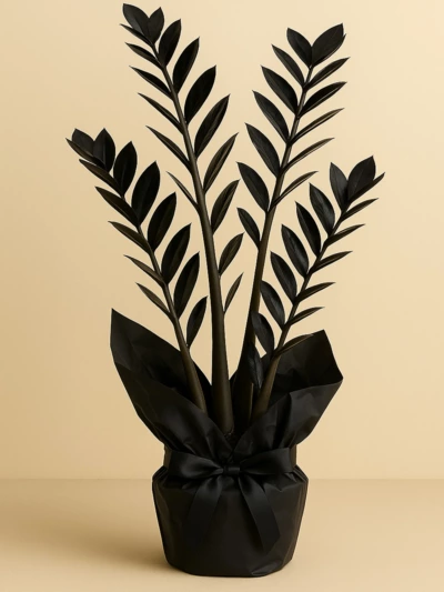 Zamia Zamioculcas 90 cm Siyah Hediye Paketli Zamia Zamioculcas 90 cm Siyah Hediye Paketli -  Salonofisbitkileri - Lalezar Botanik