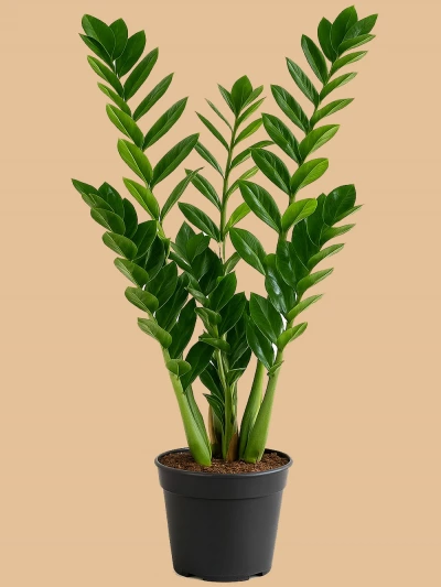 Zamia Zamioculcas 90 cm -  Salonofisbitkileri - Lalezar Botanik