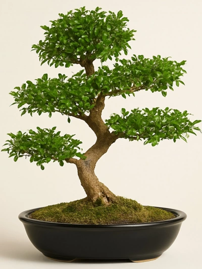 Zelkova Bonsai -  Salonofisbitkileri - Lalezar Botanik