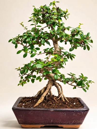 Zelkova Bonsai -  Salonofisbitkileri - Lalezar Botanik