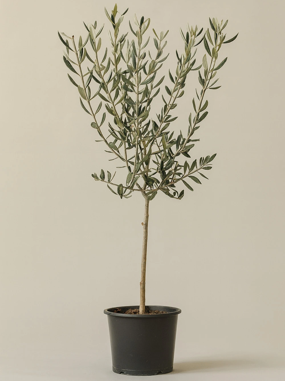 Zeytin Ağacı - Olea 80 cm