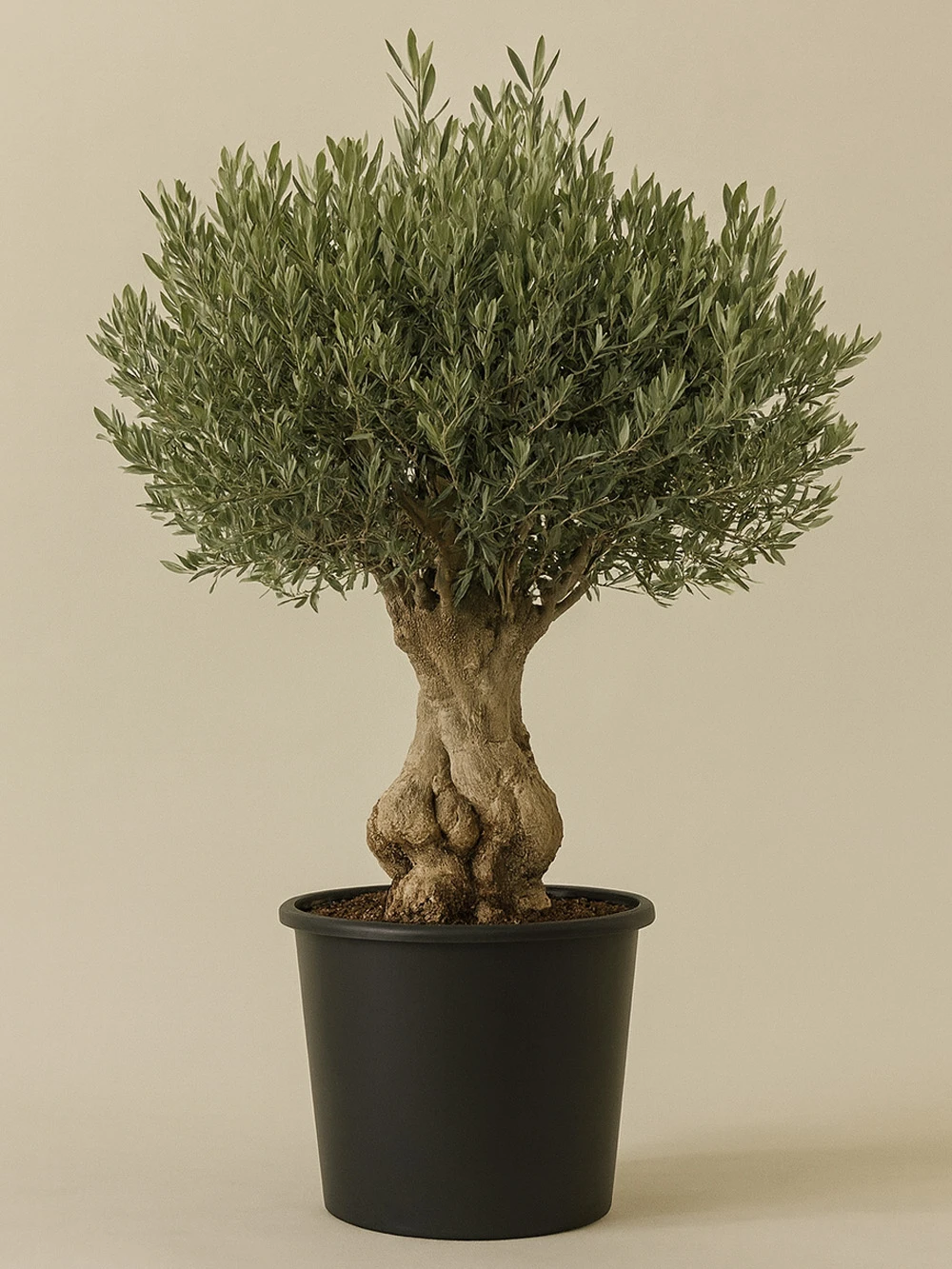 Zeytin Bonsai 150 cm