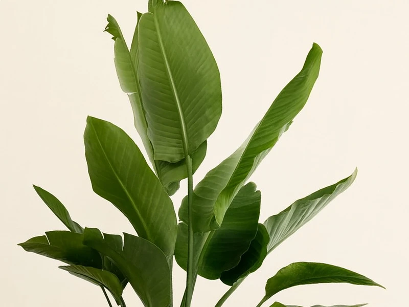 Starliçe: Tropikal Görünümüyle Evinize Doğal Bir Zarafet Katın