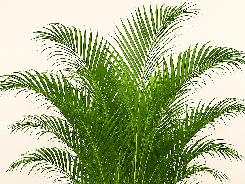 Areka Palmiyesi: Evinize Tropikal Hava Katacak Zarif Salon Bitkisi