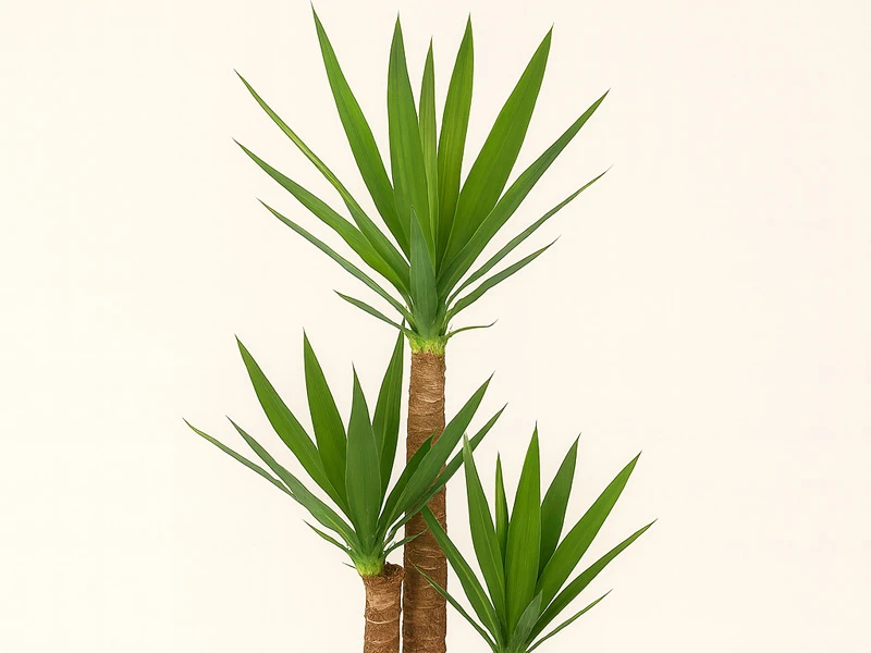 Yucca (Yuka): Zarif ve Dayanıklı Salon Bitkisi