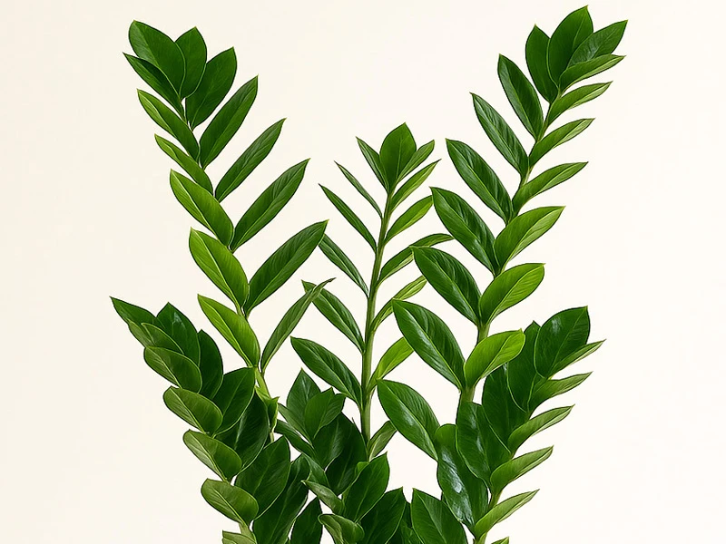 Zamia (Zeze Bitkisi): Az Işıkta Bile Yaşayan Dayanıklı Salon Bitkisi