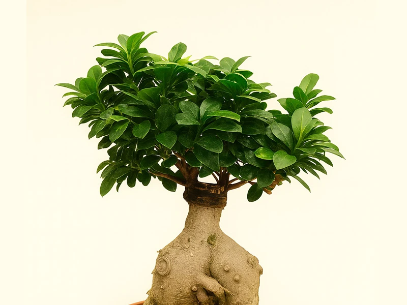 Ficus Ginseng Bonsai: Doğanın Zarafetini Evinize Taşıyın