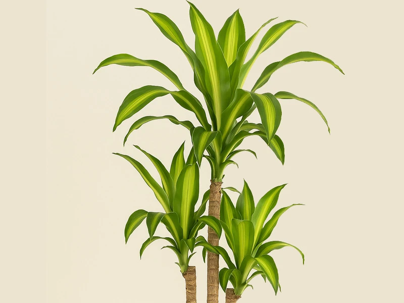 Dracaena Massengena: Dayanıklı, Hava Temizleyen Salon Bitkisi
