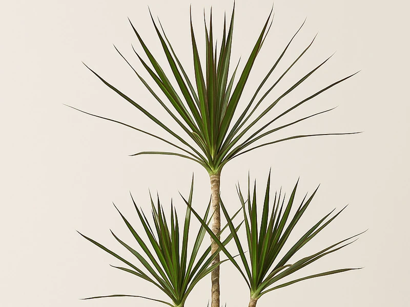 Dracaena: Tropikal Zarafetiyle Evinize Doğallık Katın