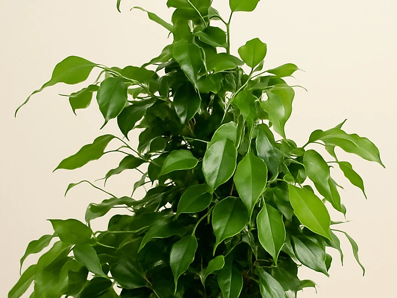 Ficus Benjamin: Zarif Yapraklarıyla Evinize Doğal Bir Denge Katın
