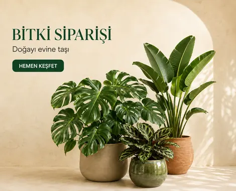 Bitki Siparişi