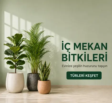 İç Mekan Bitkileri