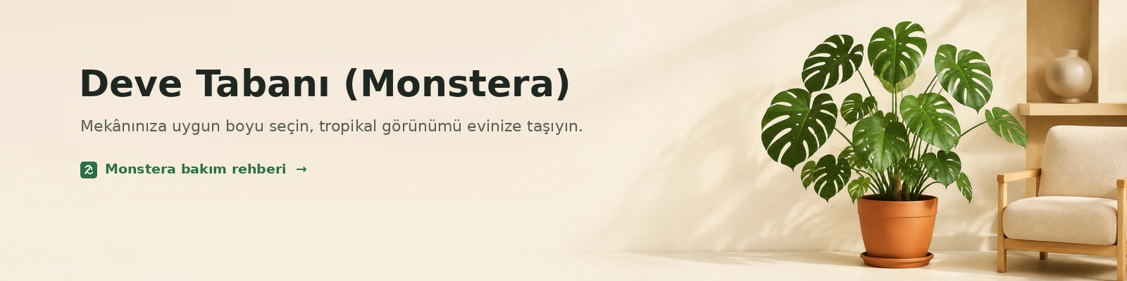 Deve Tabanı Monstera