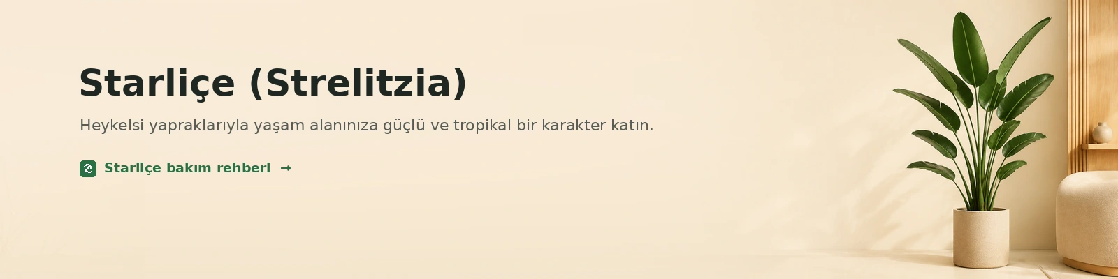 Starliçe Cennet Kuşu