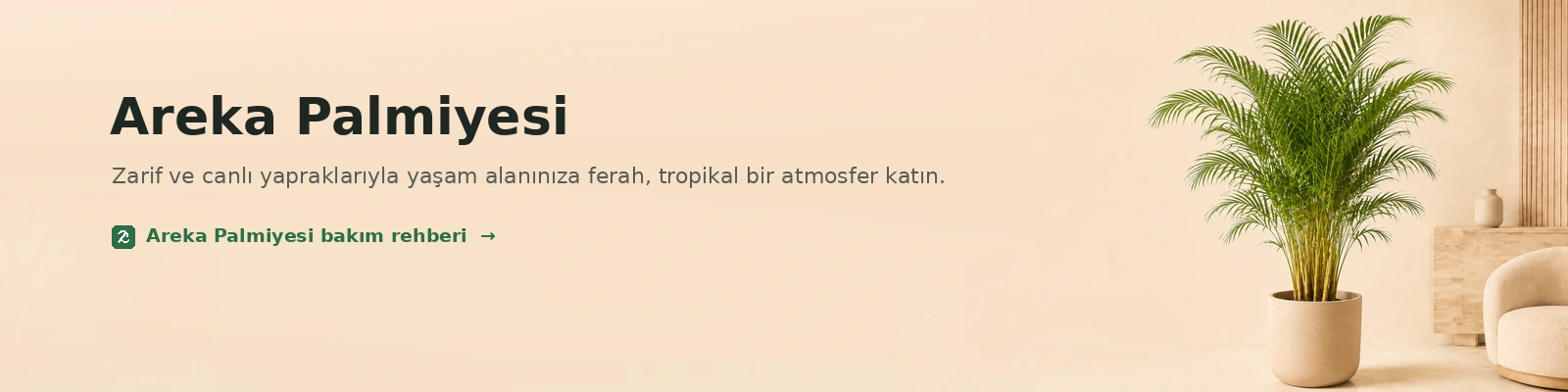 Areka Palmiyesi