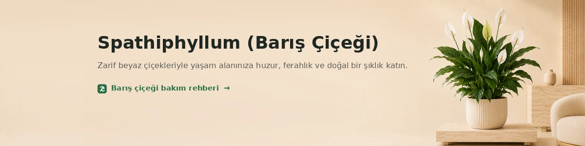 Spathiphyllum Barış Çiçeği