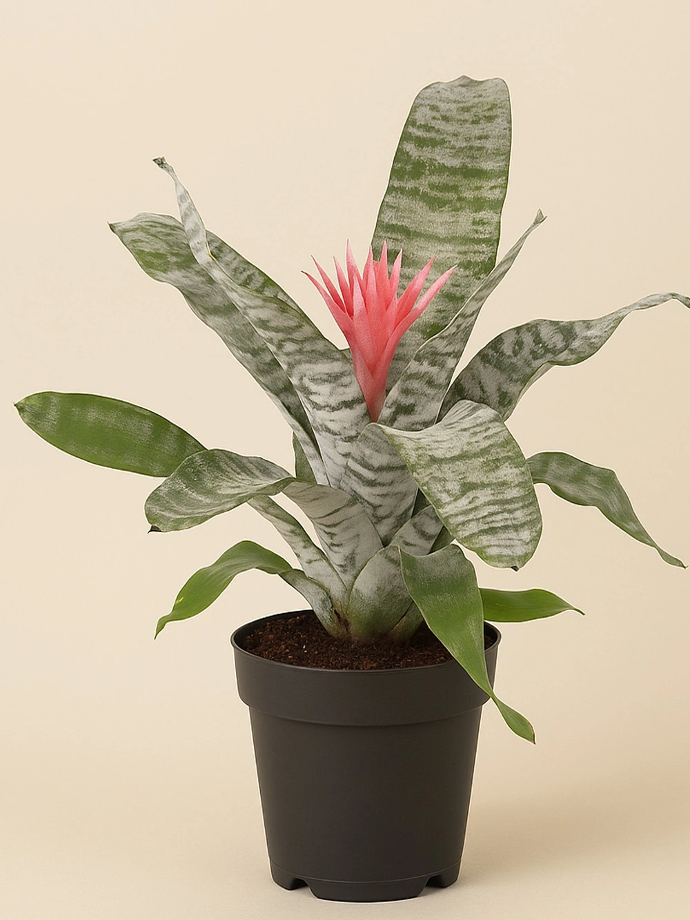 Aechmea - salon-ofis-bitkileri - Lalezar Botanik