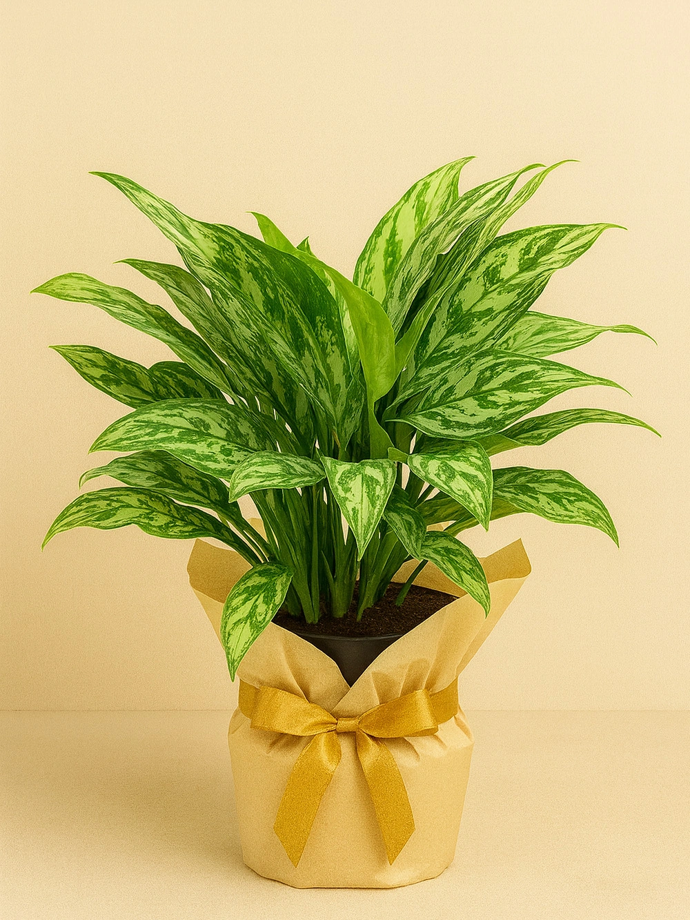 Aglaonema Maria Hediye Paketli - salon-ofis-bitkileri - Lalezar Botanik