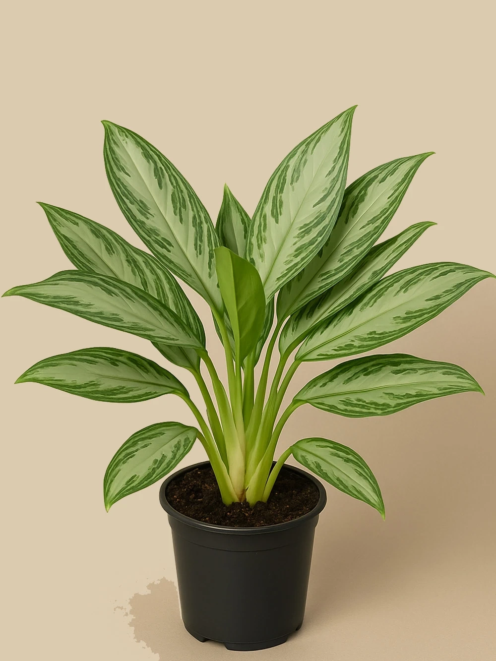 Aglaonema Silver Bay Aglaonema Silver Bay - salon-ofis-bitkileri - Lalezar Botanik