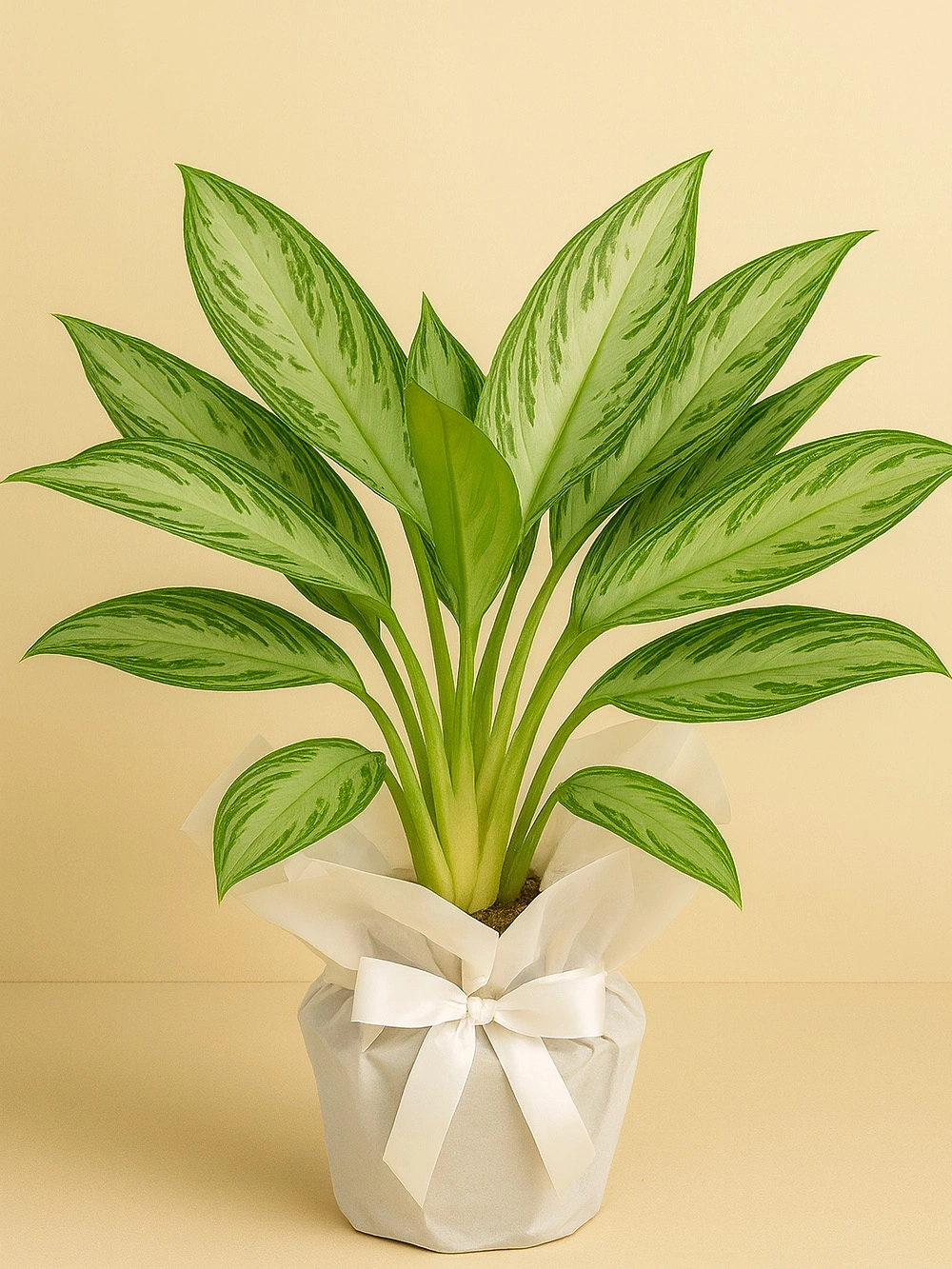 Aglaonema Silver Bay Hediye Paketli Aglaonema Silver Bay Hediye Paketli - salon-ofis-bitkileri - Lalezar Botanik