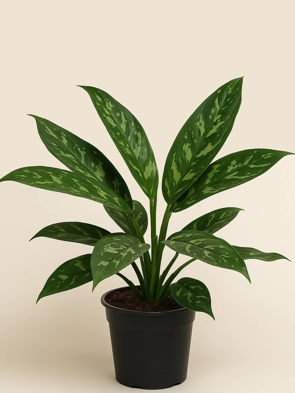 Aglaonema Tigres Aglaonema Tigres - salon-ofis-bitkileri - Lalezar Botanik