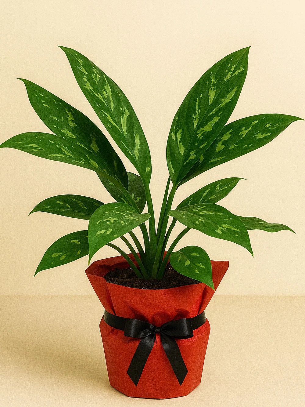 Aglaonema Tigres Hediye Paketli Aglaonema Tigres Hediye Paketli - salon-ofis-bitkileri - Lalezar Botanik