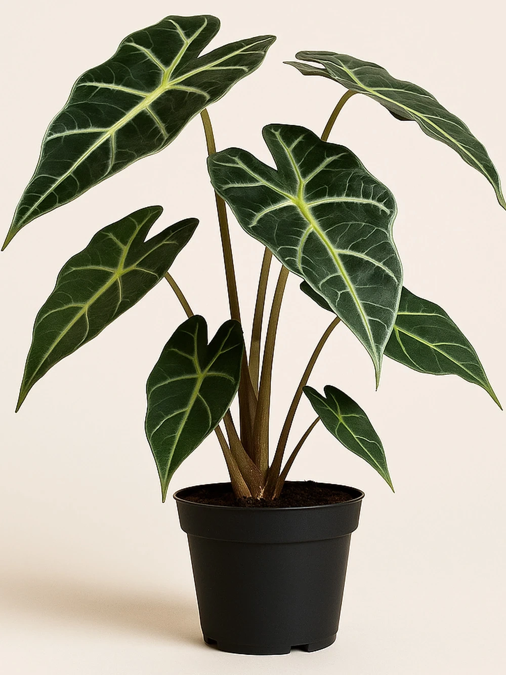 Alocasia Polly Fil Kulağı Alocasia Polly Fil Kulağı - salon-ofis-bitkileri - Lalezar Botanik