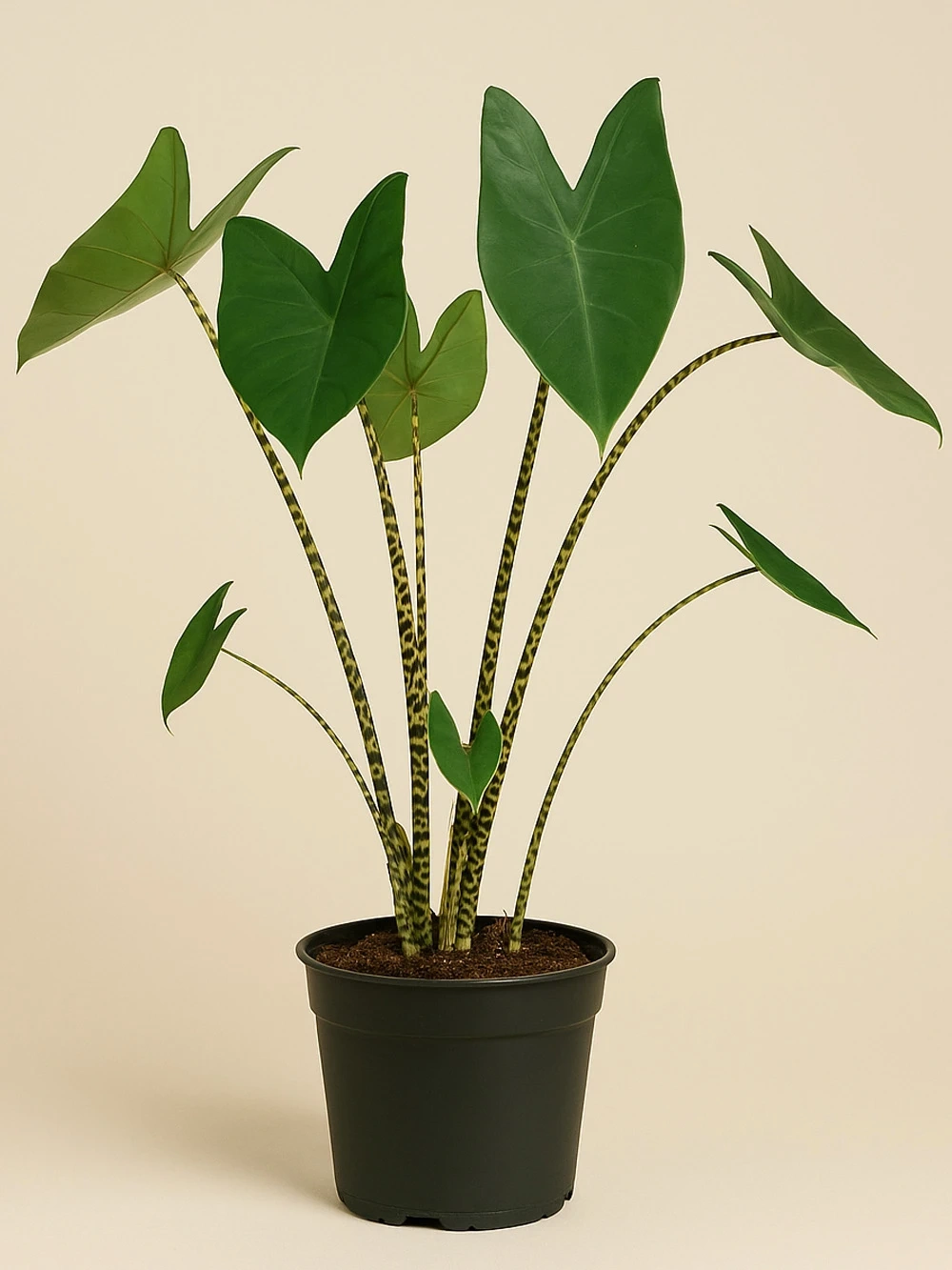 Alocasia Zebrina Fil Kulağı Alocasia Zebrina Fil Kulağı - salon-ofis-bitkileri - Lalezar Botanik