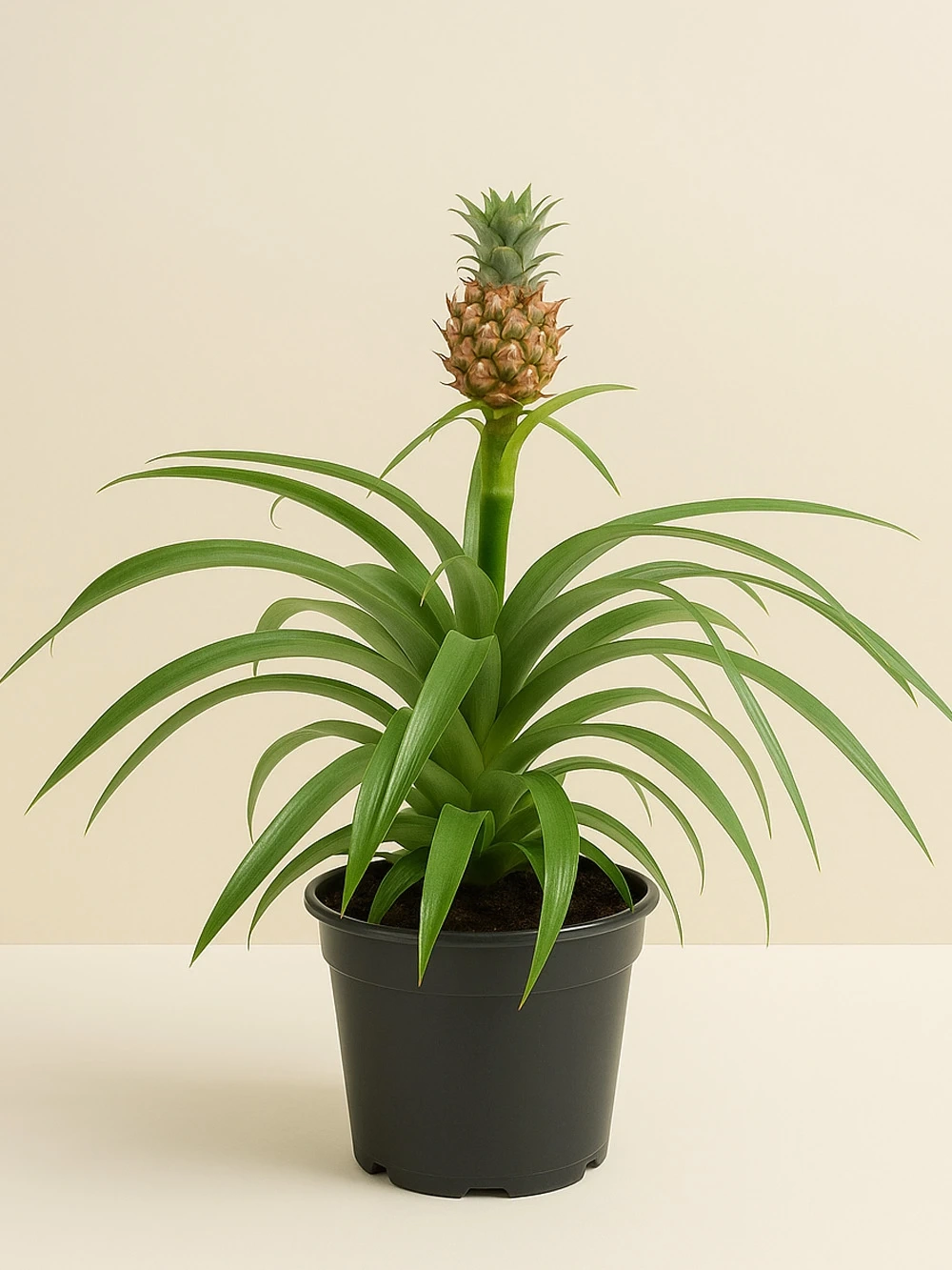 Ananas Comosus Ananas Comosus - salon-ofis-bitkileri - Lalezar Botanik