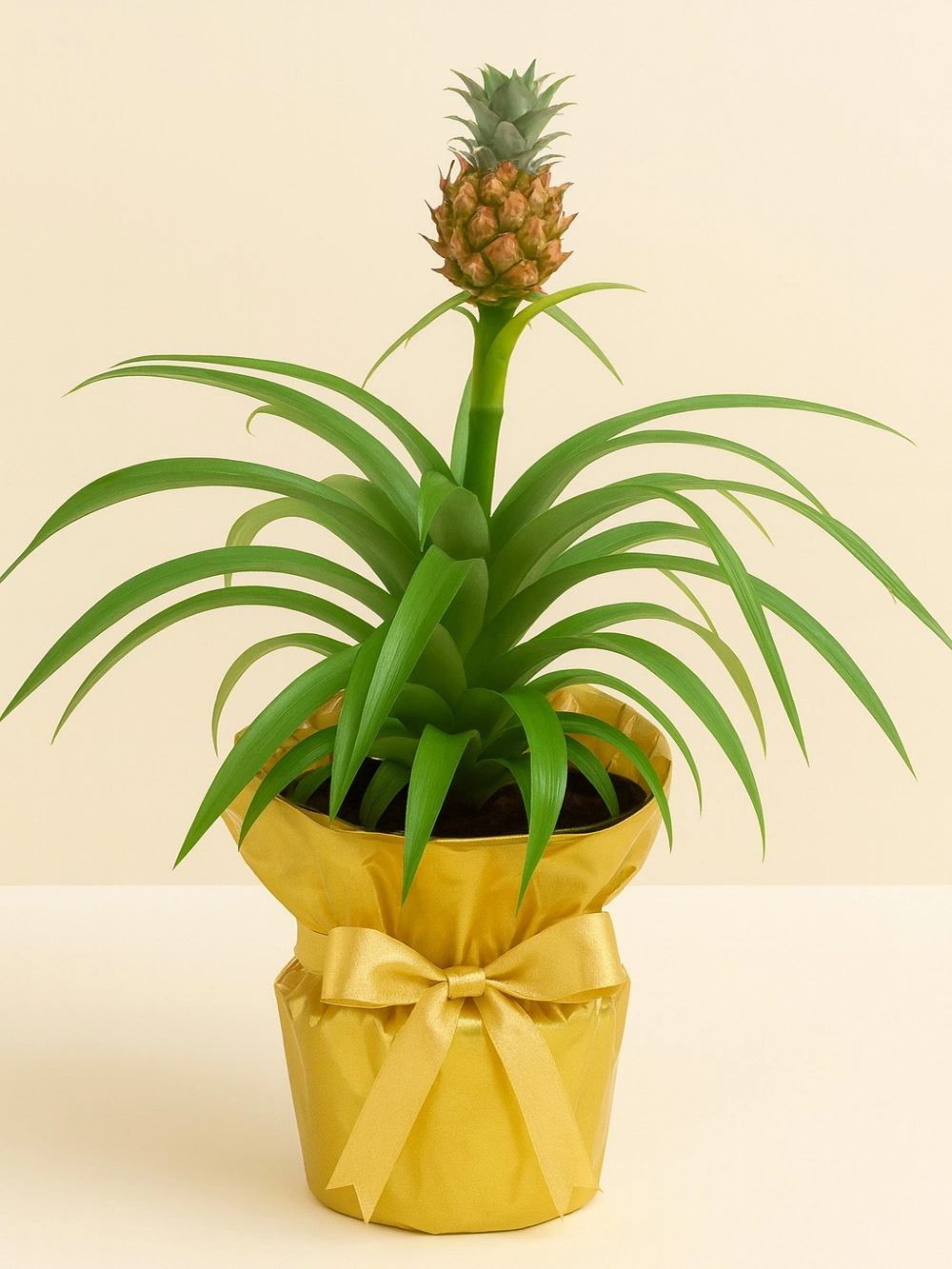 Ananas Comosus Hediye Paketli Ananas Comosus Hediye Paketli - salon-ofis-bitkileri - Lalezar Botanik