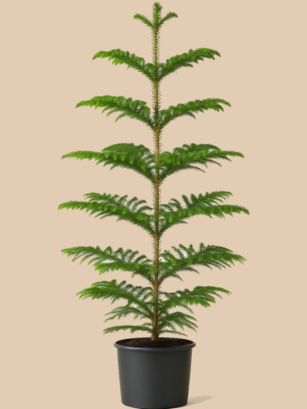 Araucaria Heterophylla - Arokarya Çam 160 cm Araucaria Heterophylla - Arokarya Çam 160 cm - salon-ofis-bitkileri - Lalezar Botanik