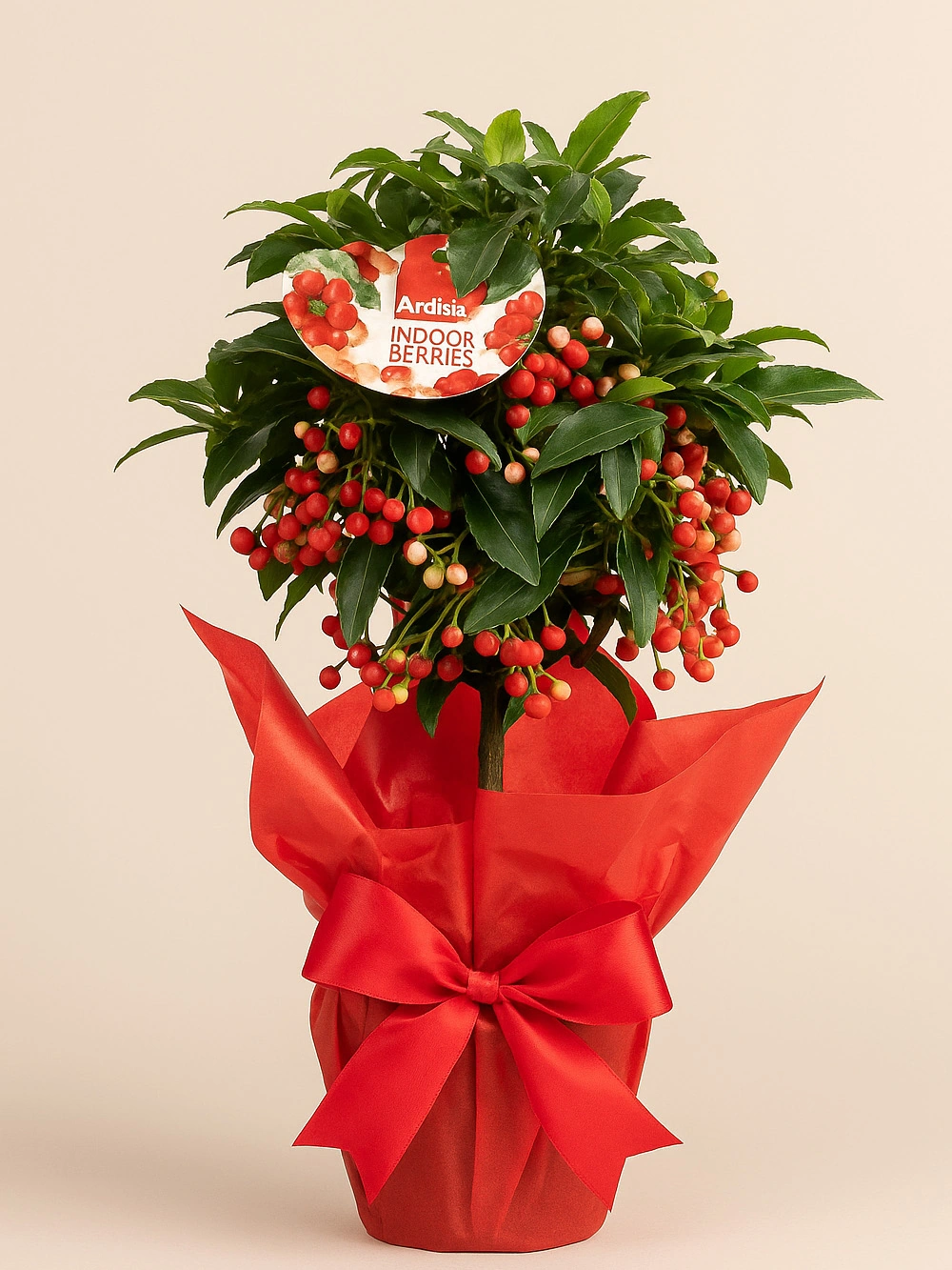 Ardisia Hediye Paketli - salon-ofis-bitkileri - Lalezar Botanik