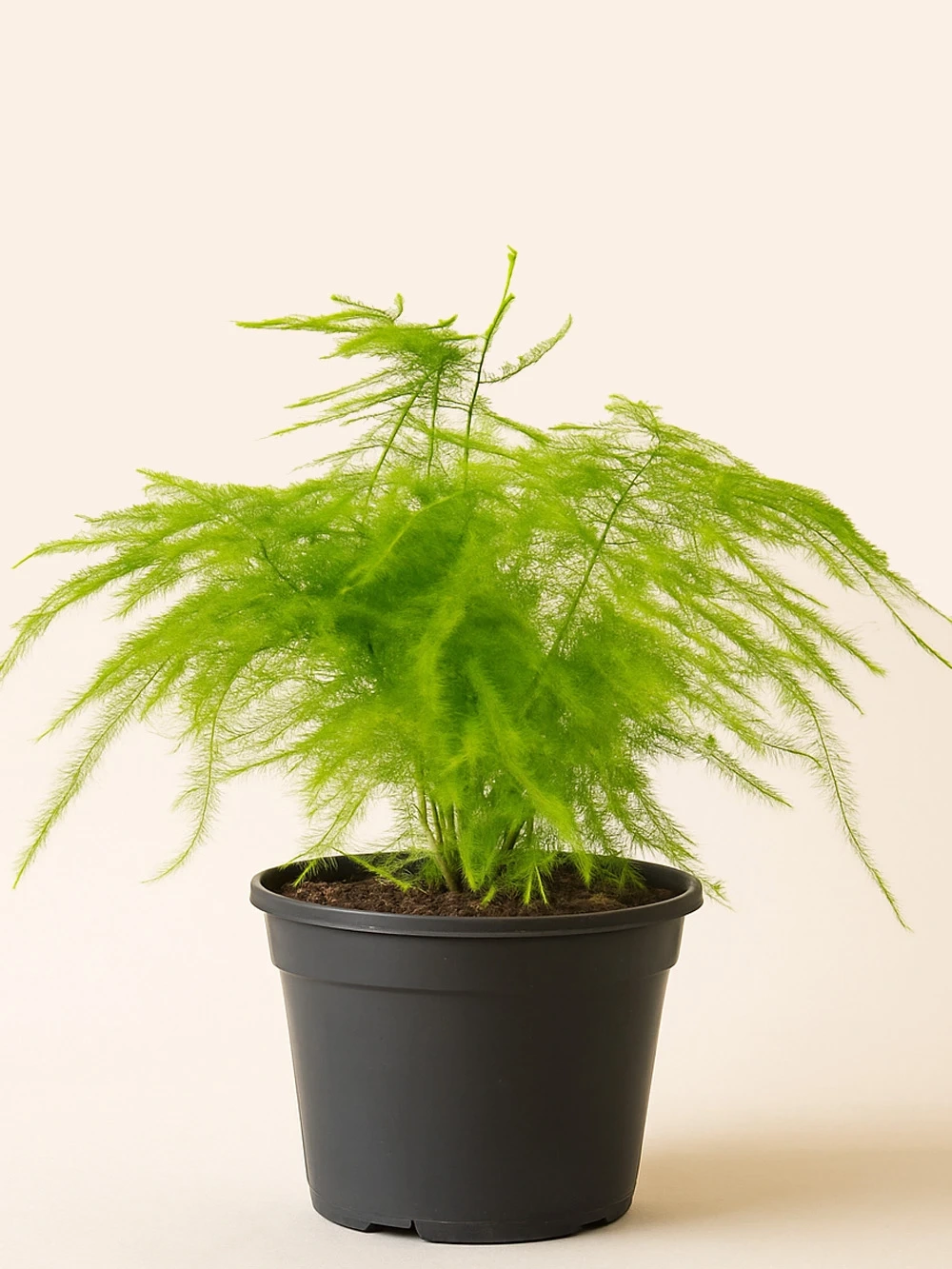 Asparagus Setaceus - Kuş Konmaz Asparagus Setaceus - Kuş Konmaz - salon-ofis-bitkileri - Lalezar Botanik