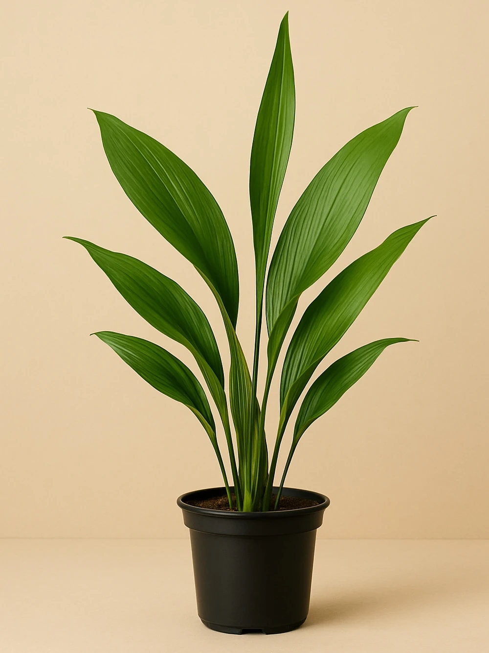 Aspidistra Elatior Aspidistra Elatior - salon-ofis-bitkileri - Lalezar Botanik