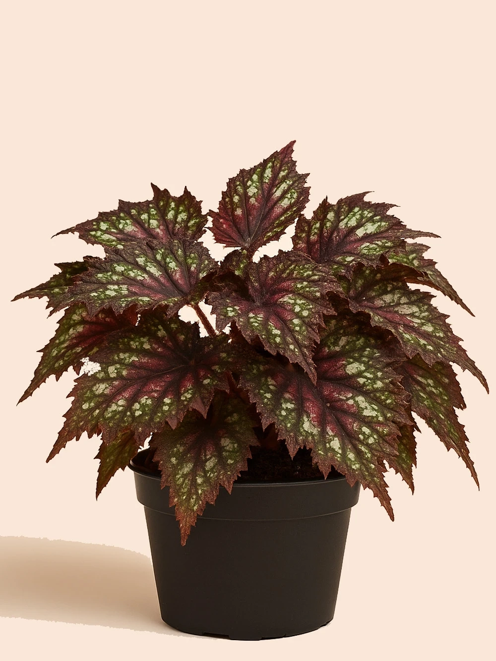 Begonia Rex 3 Begonia Rex 3 - salon-ofis-bitkileri - Lalezar Botanik