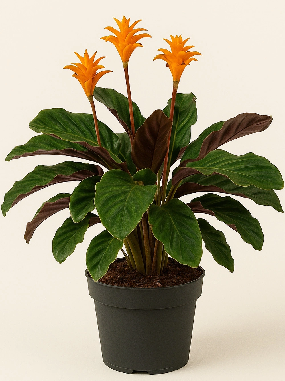 Calathea Crocata Dua Çiçeği Calathea Crocata Dua Çiçeği - salon-ofis-bitkileri - Lalezar Botanik