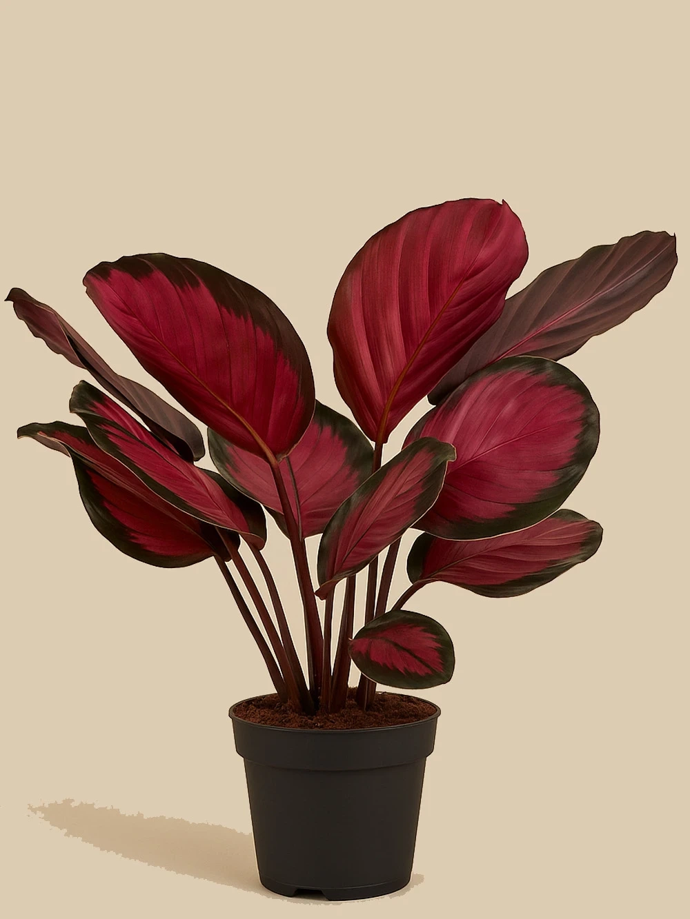 Calathea Picturata Crimson Dua Çiçeği Calathea Picturata Crimson Dua Çiçeği - salon-ofis-bitkileri - Lalezar Botanik