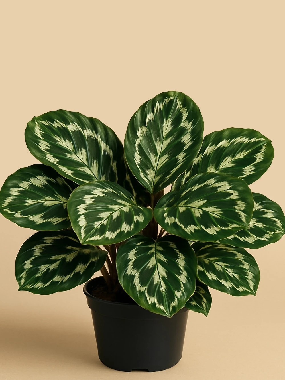 Calathea Roseopicta Medallion Dua Çiçeği Calathea Roseopicta Medallion Dua Çiçeği - salon-ofis-bitkileri - Lalezar Botanik