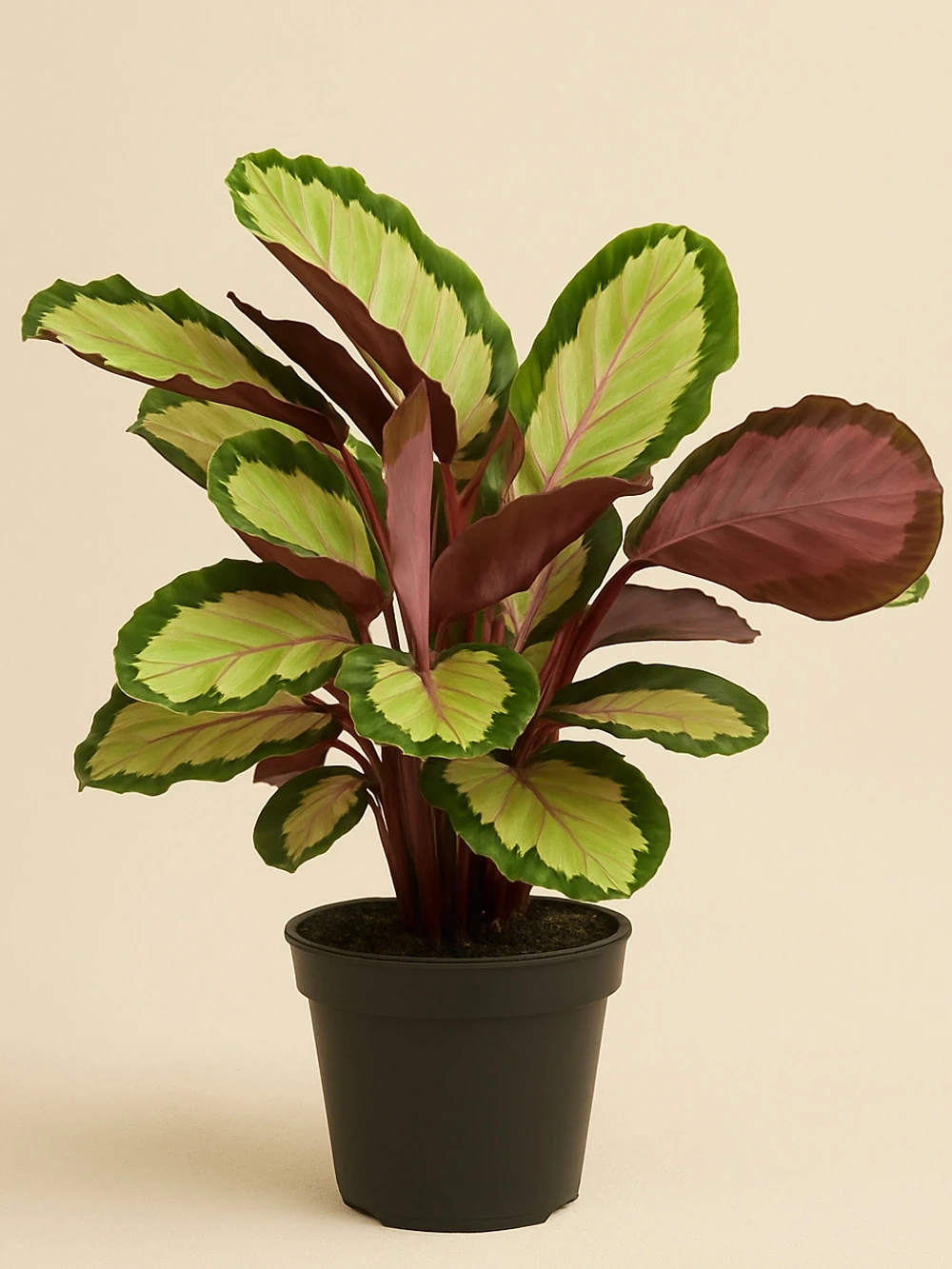 Calathea Roseopicta Silvia Dua Çiçeği Calathea Roseopicta Silvia Dua Çiçeği - salon-ofis-bitkileri - Lalezar Botanik