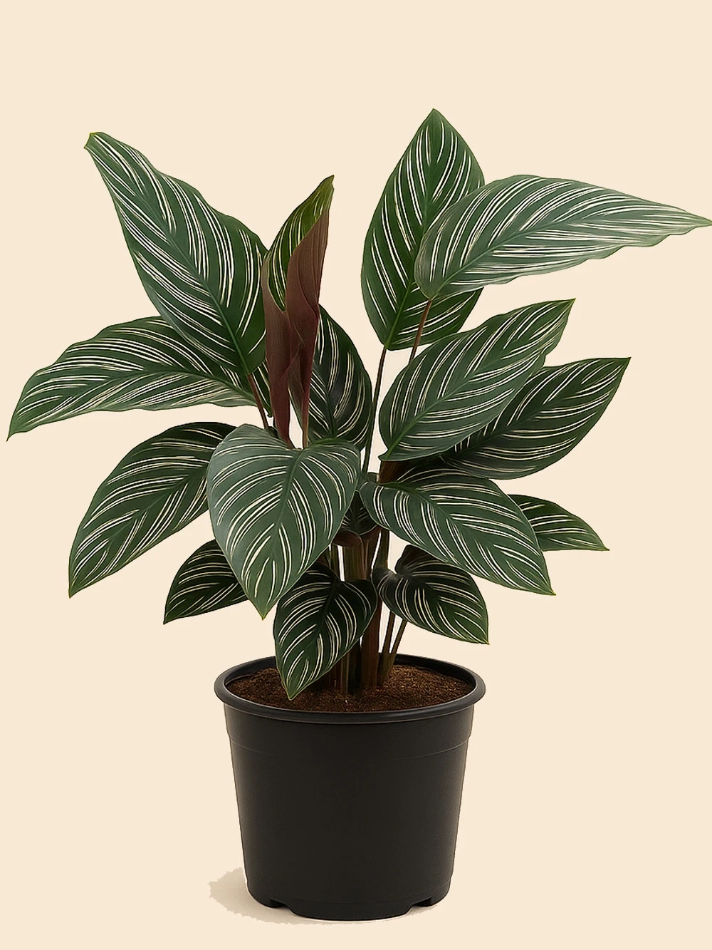 Calathea Sanderiana Dua Çiçeği Calathea Sanderiana Dua Çiçeği - salon-ofis-bitkileri - Lalezar Botanik