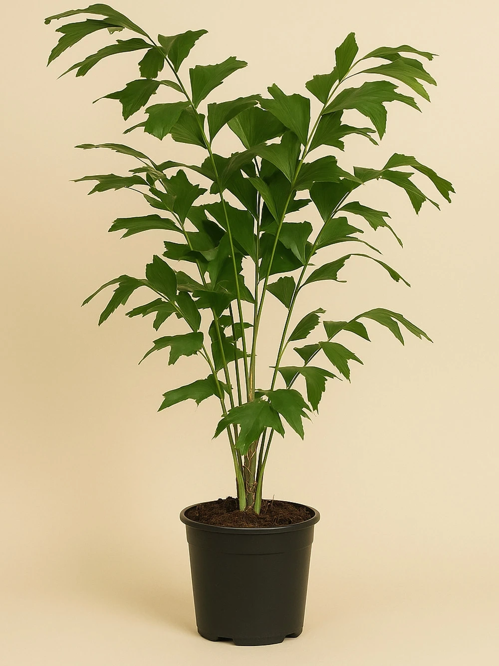 Caryota Mitis 150 cm Caryota Mitis 150 cm - salon-ofis-bitkileri - Lalezar Botanik